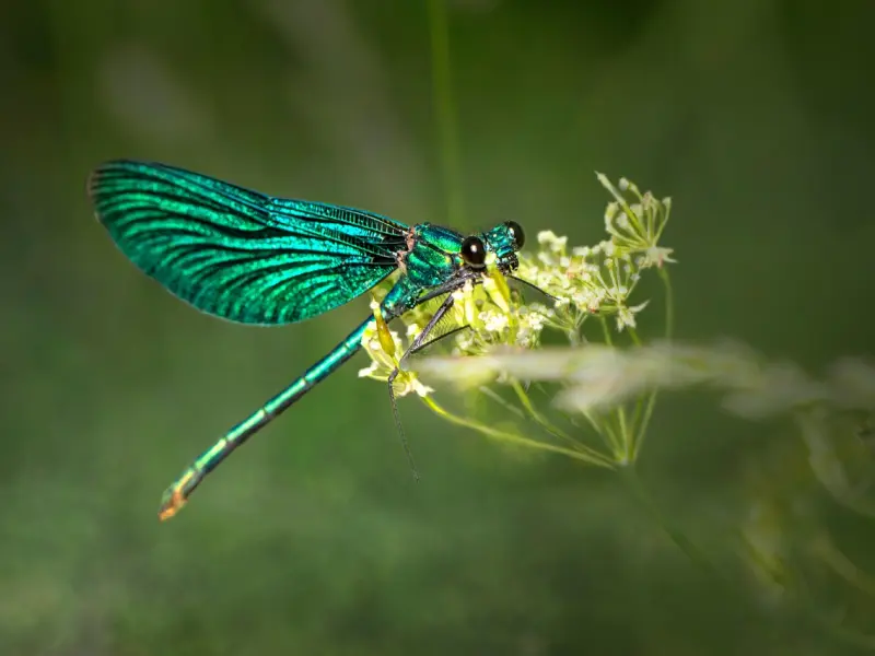 怎么挽回男友：想挽回处女座男友你应该这样做