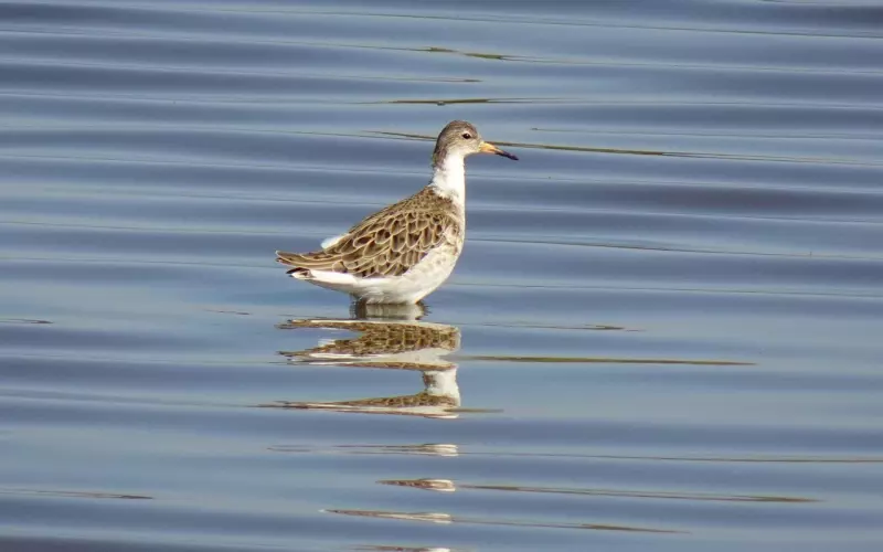 异地分手了怎么挽回男朋友(怎样挽回提分手的异地男朋友)