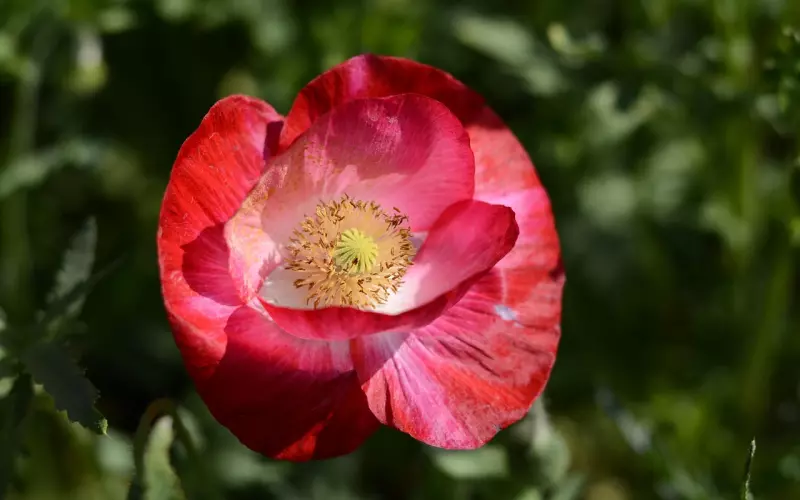 男友太花心要如何挽回