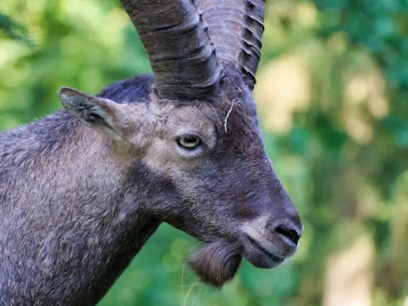 挽回十二星座男友之如何挽回摩羯座前任？