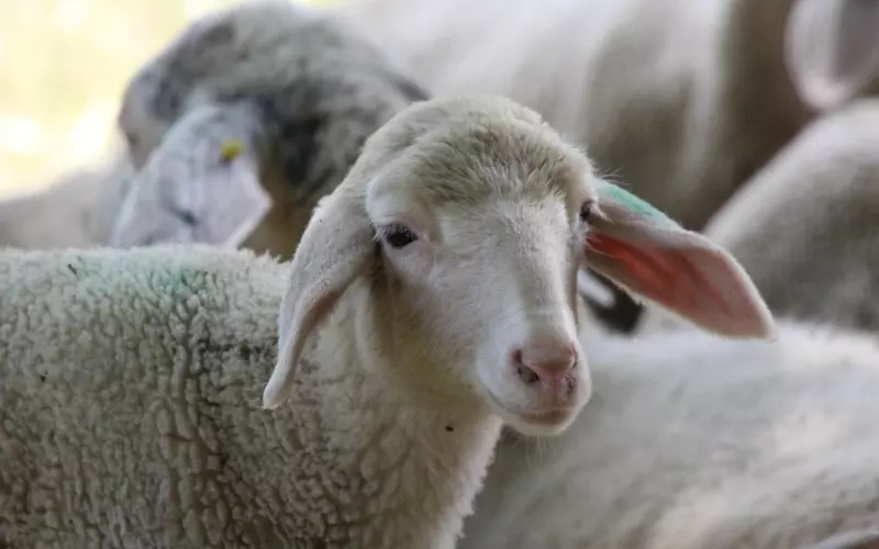 挽回死心的男友之追回白羊男友