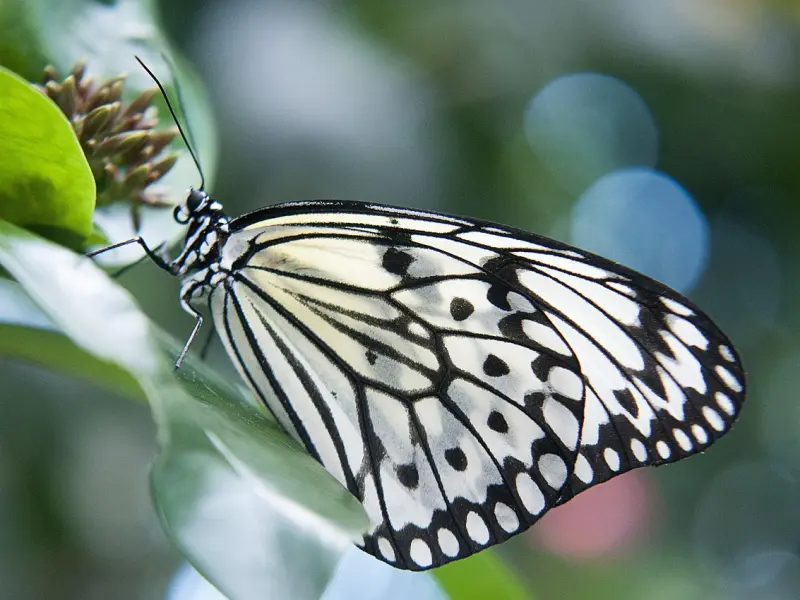分手后该怎么挽回前男友的心