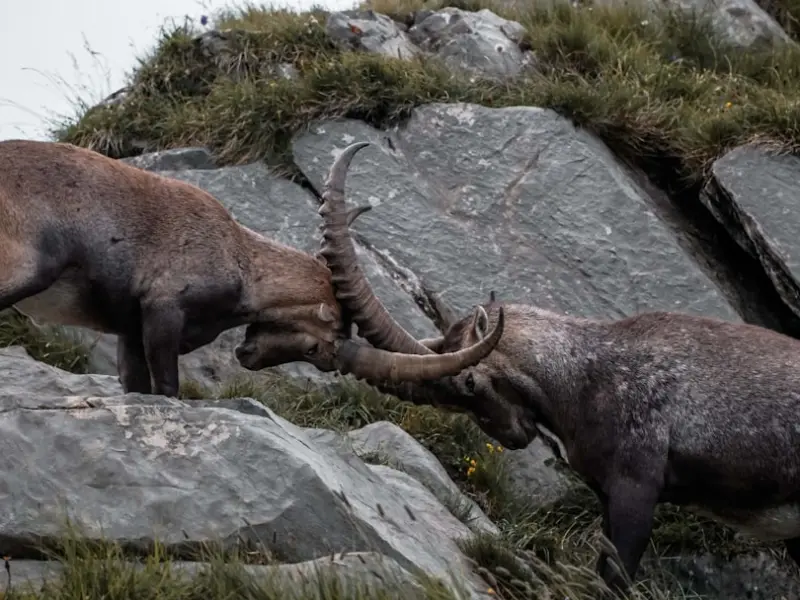 怎么挽回前男友：高效“二次吸引”狠心摩羯座