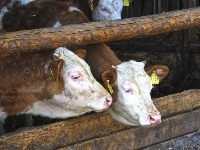 怎么样挽回前男友之金牛座男分手后还会回头吗