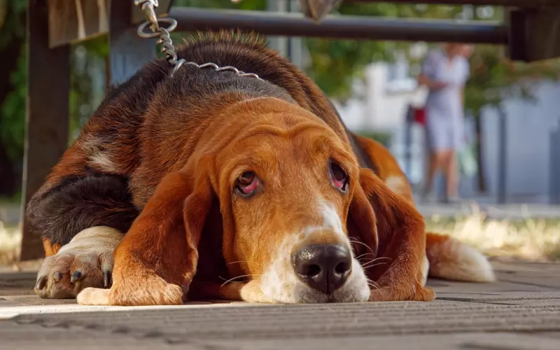 如何挽回男友：分手后很想挽回前男友,很伤心,怎么办？