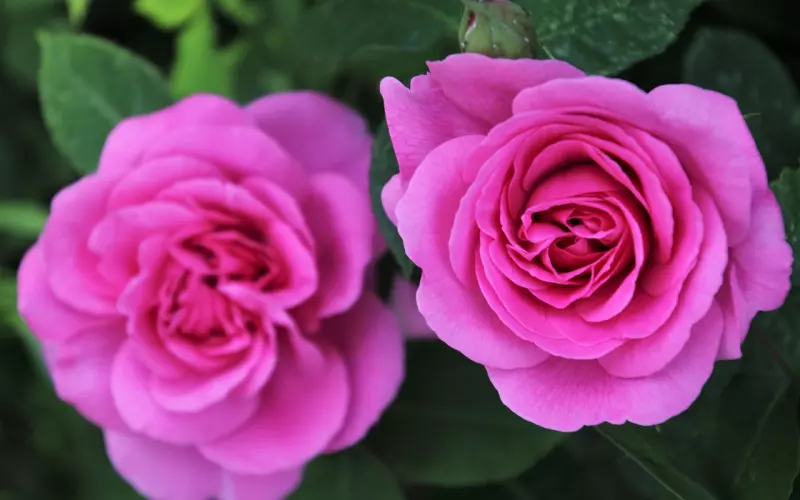 前男友要放下你了该怎么挽回？5个有效方法帮助你重建关系