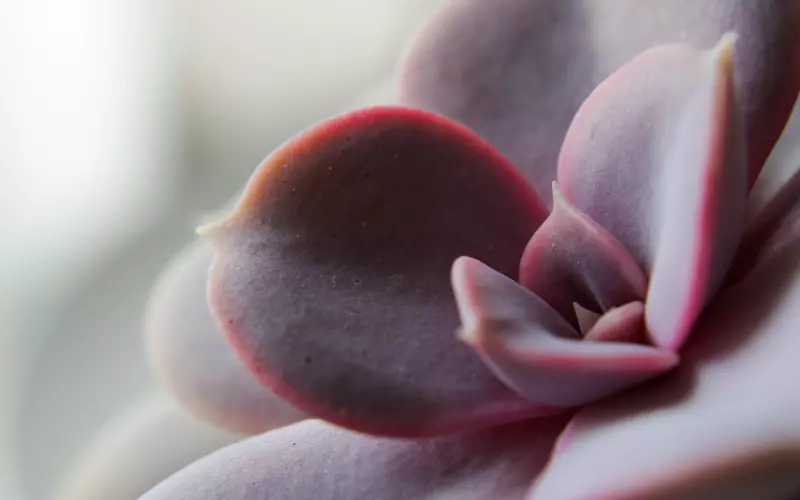 如何优雅的挽回前任，并且对你更上心