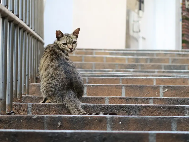 分手后如何挽回前女友：面对死心女友挽回的高效方案， 挽回不愿回头的女友