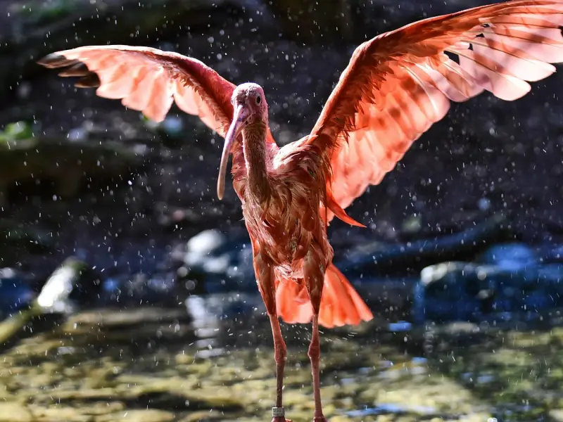 如何挽回前女友：如何挽回已死心的女友，必学挽回技巧