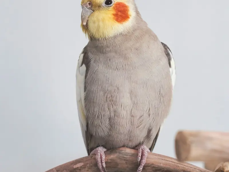 分手后该怎么挽回女朋友