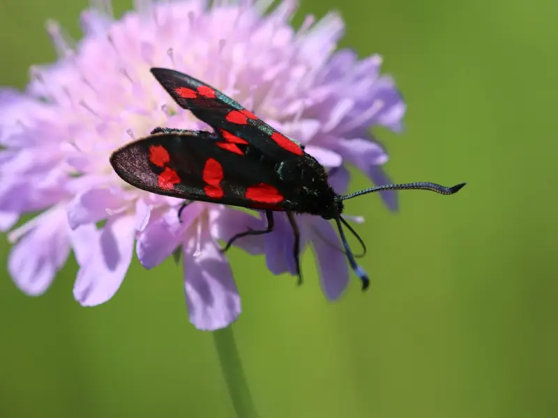怎么重新挽回女友？你需要做到这五点