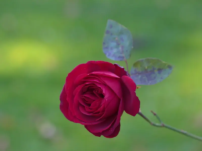 怎么挽回女友：即将结婚的女友觉得我们不合适要分手，做什么可以挽回？