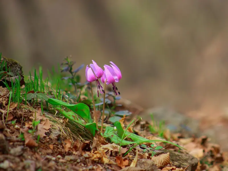 如何挽回女友的爱：女友失望分手态度坚决，挽回该怎么做？