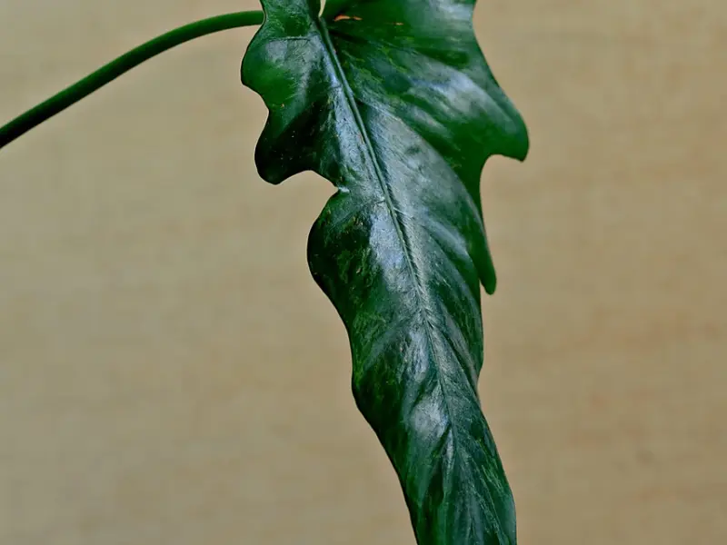 怎么挽回女友：女友失望分手，该怎么挽回已经离开的女友