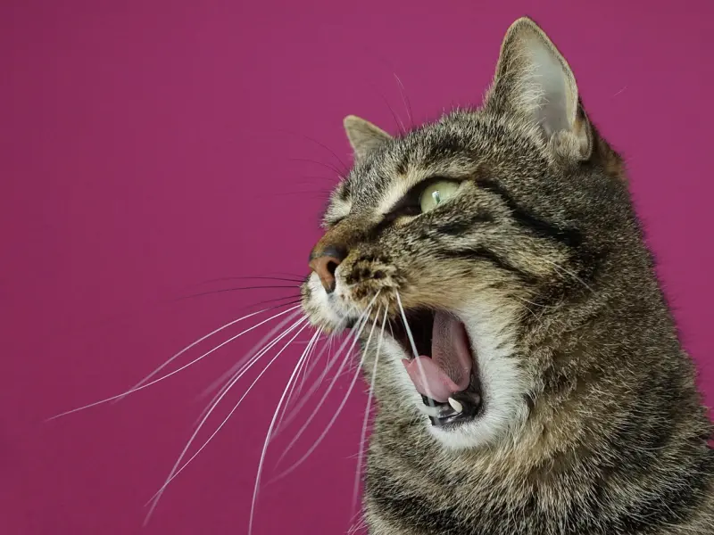 怎么挽回女友：女友爱上了别人，该怎么挽回女友