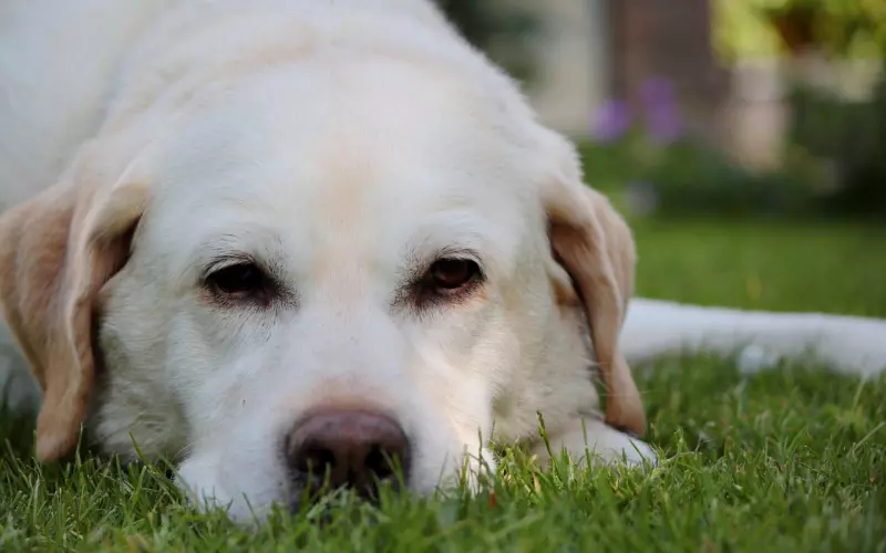 如何挽回老公的信任：夫妻之间如何重新建立信任，挽回老公的心