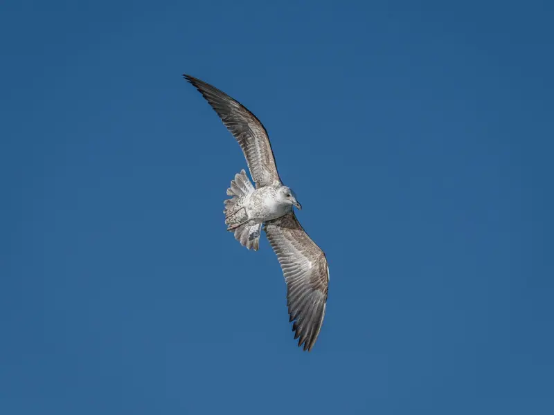 怎样挽回老公的心？挽回老公的正确方法！一学就会！