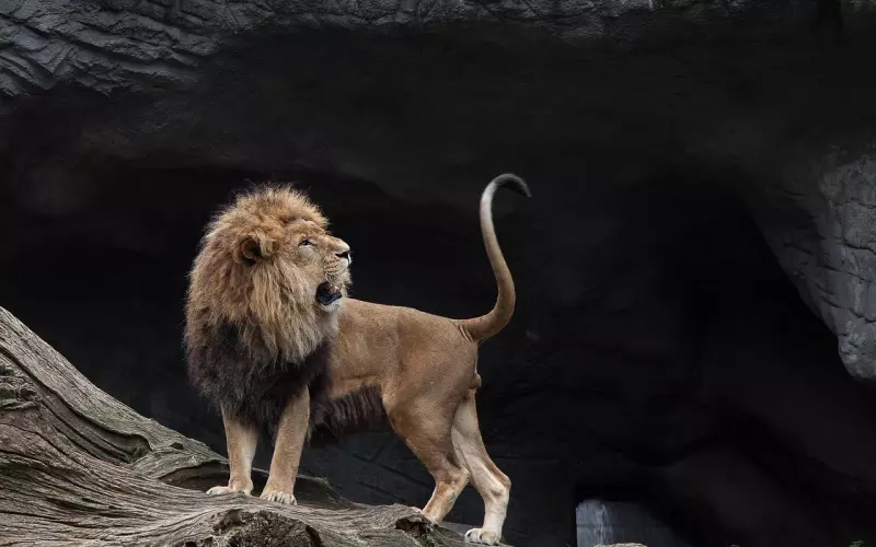 挽回狮子男友方法：学会技巧，让他对你死心踏地