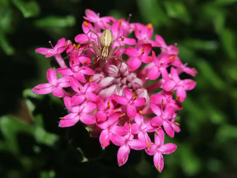 如何挽回失去的男友之挽回巨蟹男的必杀技