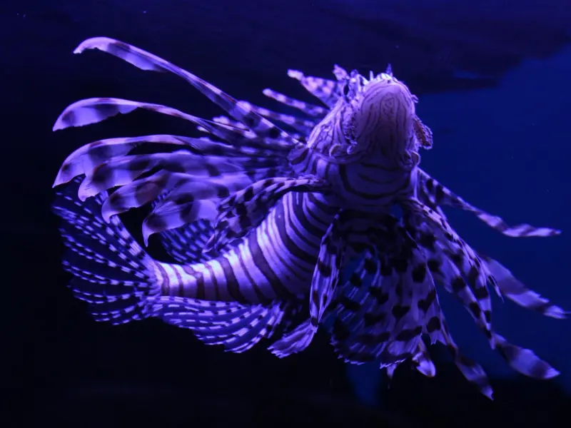 怎么挽回双鱼座女友：双鱼座女友提出分手，该怎么挽回女友的心