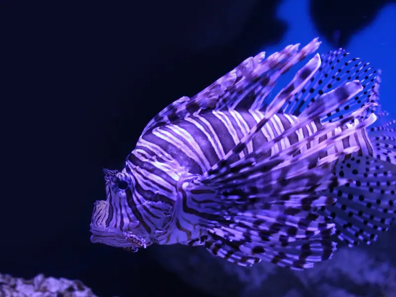 如何挽回你的双鱼座女友？