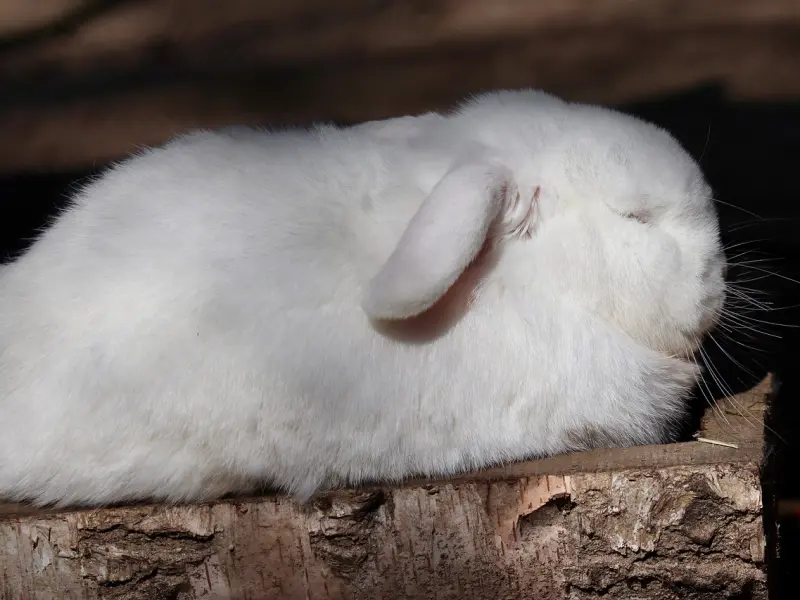 怎么样挽回男友的心之挽回死心的白羊男怎么做，挽回死心的白羊男的几率