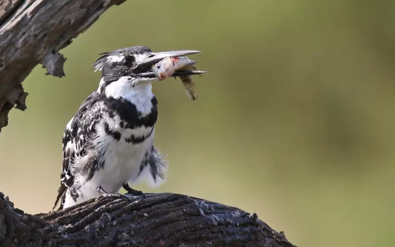 挽回女友，如何抓住女友的心