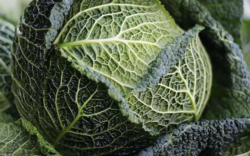 不过水“不能吃”的蔬菜，许多人不知道，还傻傻的一直吃