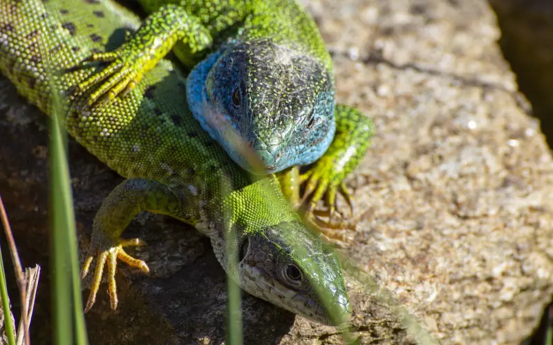 夫妻像一双筷子，说得真好！