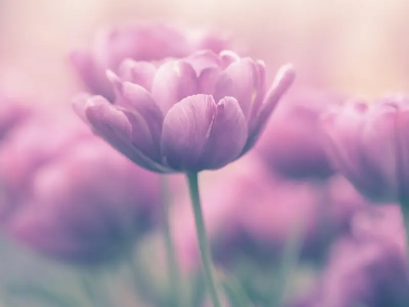 因为我的冲动和男朋友分手了，现在想要和他复合我该怎么办