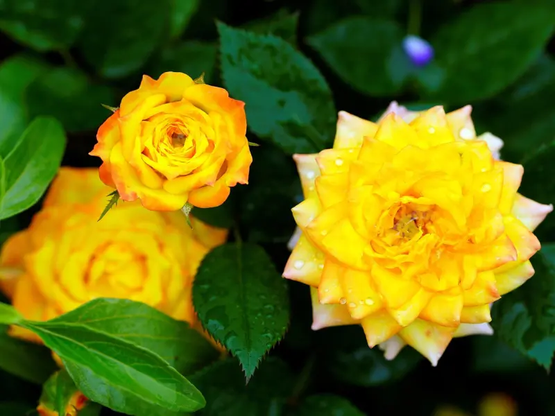 分手后每天都睡不着，我该怎么挽回男朋友