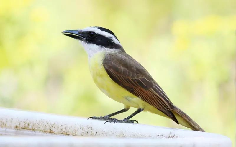 我变了，因为我明白了。