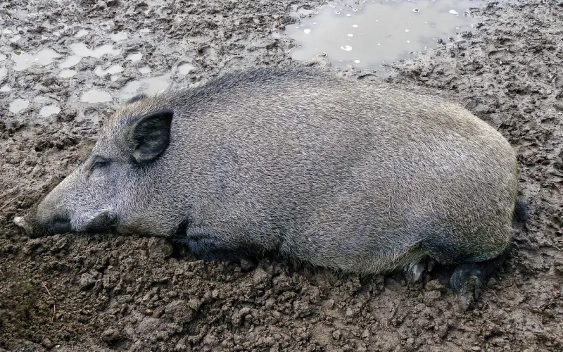 不懂不怕神一样的小三，就怕猪一样的另一半