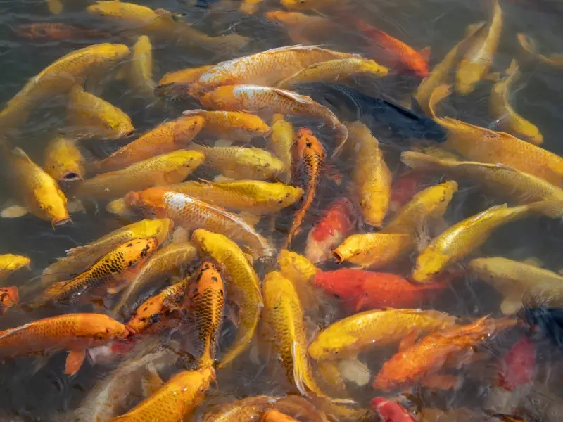 “我感觉我也就是他鱼塘中的一条鱼，还说我是渣女？！”