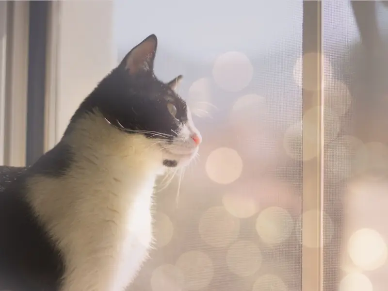 我终于有了一席之地——「全民情敌 · 50章」