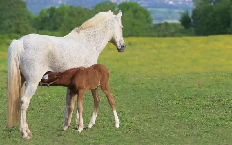 和初恋吵架分手了 4个小技巧挽回他