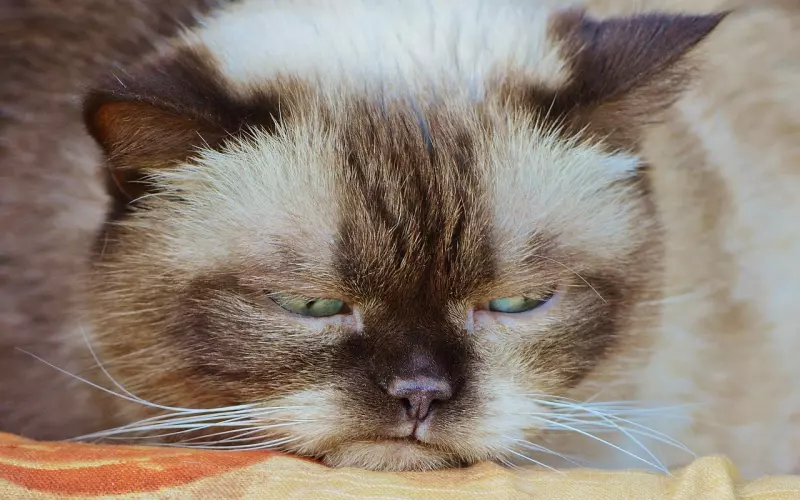 我的脾气很暴躁，女朋友和我分手了，怎么样才能挽回她的心