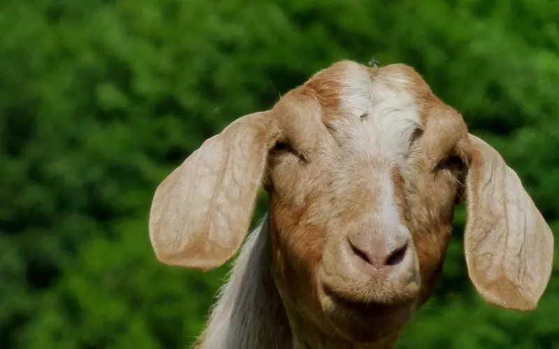 有个调皮的女朋友：调皮的女人，能得到男人更多的包容？