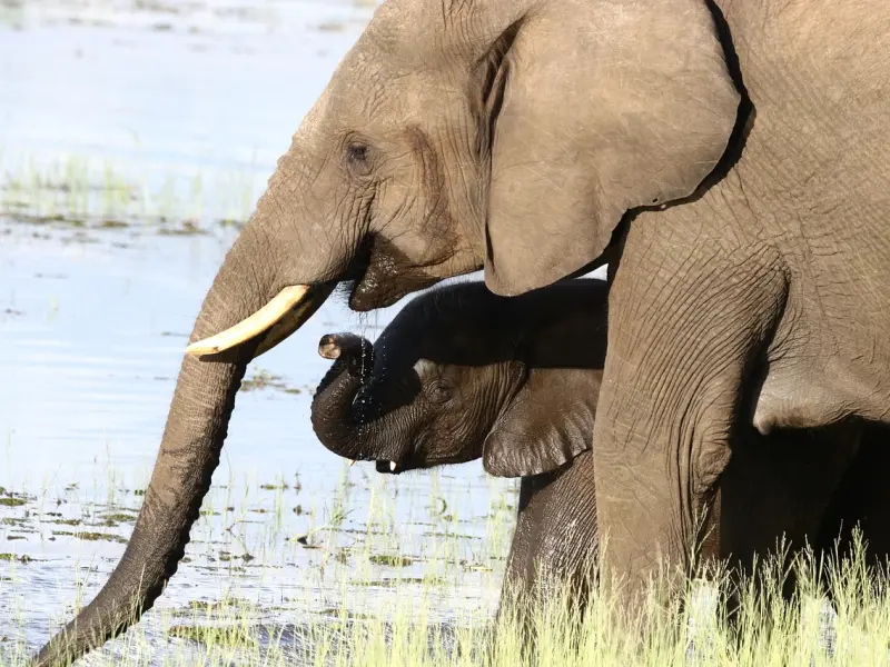 和老公离婚一年了，还能复婚吗