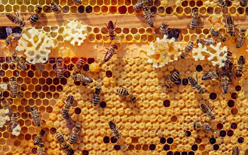 寡人养了一群废物，蓝瘦香菇在这里