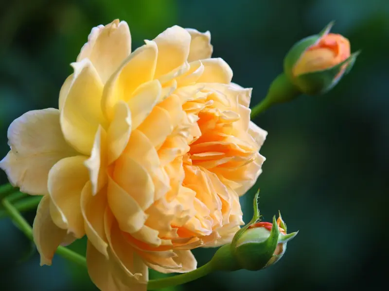 “希望你去时的路上全是玫瑰”｜玫瑰少年