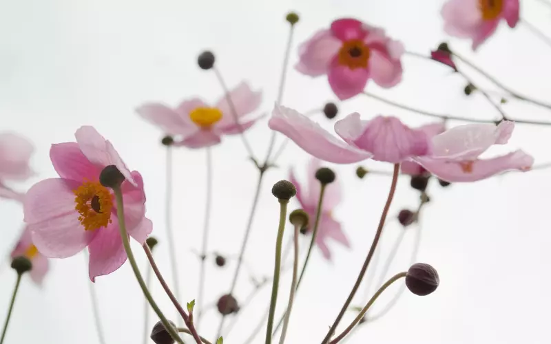 刚收到一封感谢信（来自一位 湖北 甄女士）——化解原生家庭根源性问题成功案例！