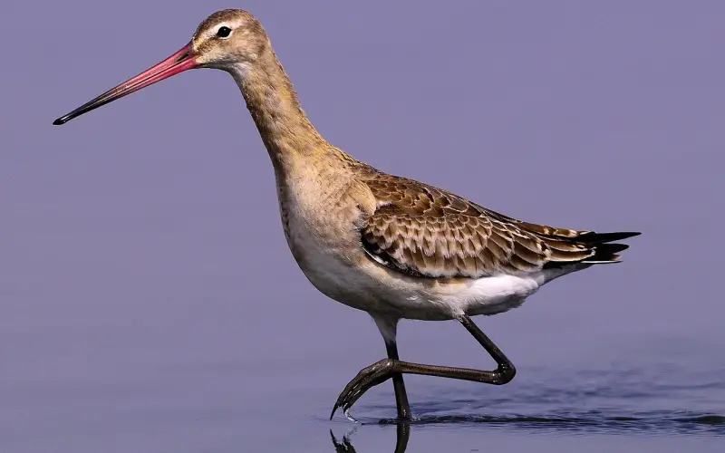 我懂得珍惜，也舍得放手