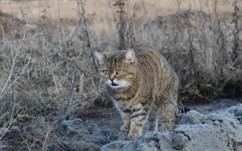 我喜欢有话直说的女人