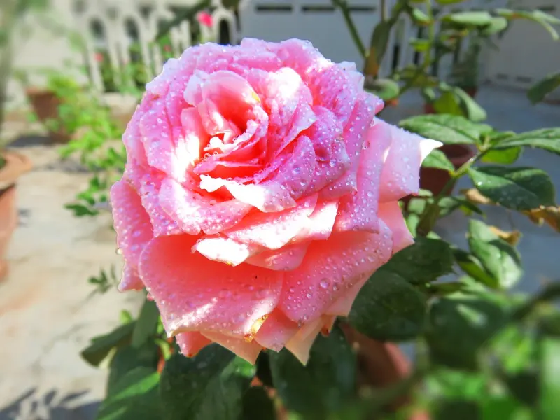 我爱你，但是我们不能在一起！你是否也有这样一个人？