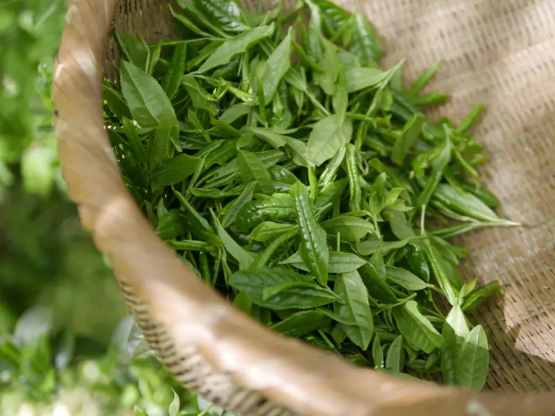 我可能遭遇了绿茶婊！