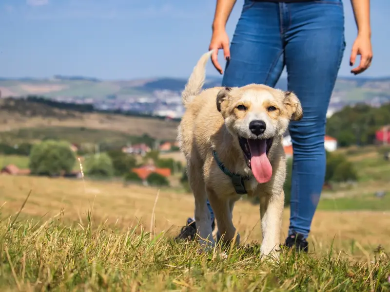 之前是我冷落了女朋友导致她和我分手，现在我想要挽回他该怎么做