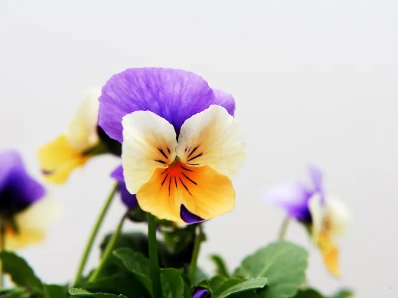 我百般顺从，为什么他还要跟我分手！