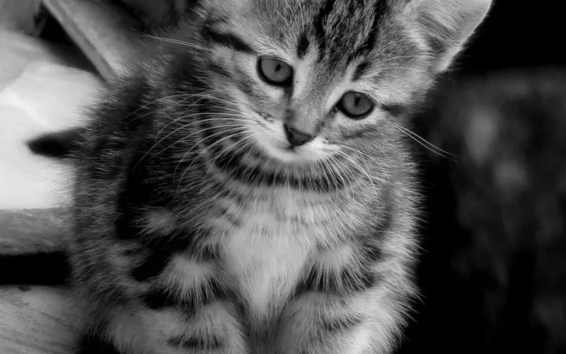 因为小事和男友吵架，我该如何挽回男友？