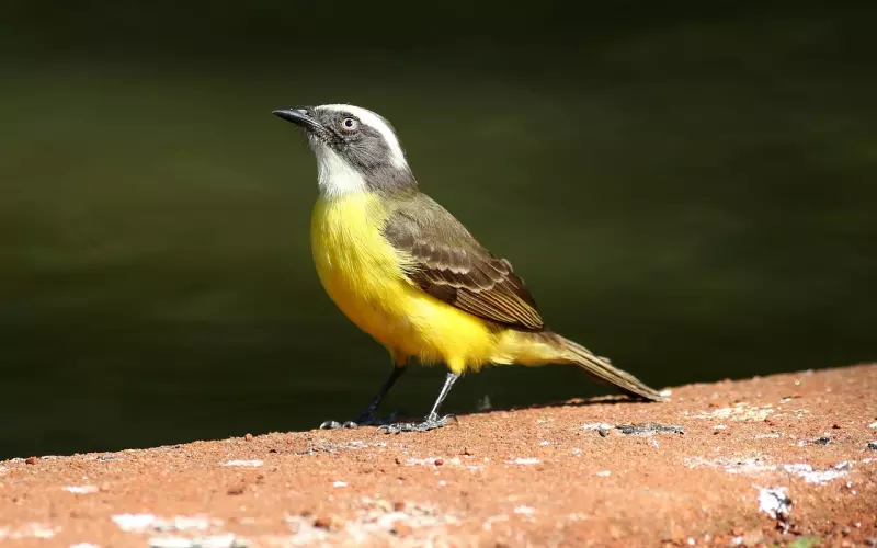 离异后网恋了，但是在他出租房里看到了恶心的一幕，我该怎么办